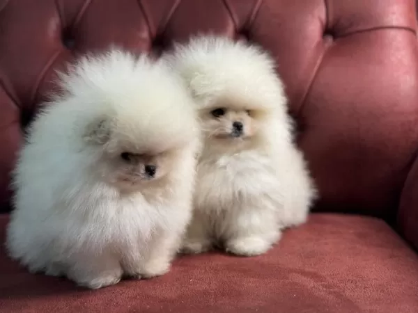 Ankaranın En Seçkin Teddy Pomeranian Yavrular