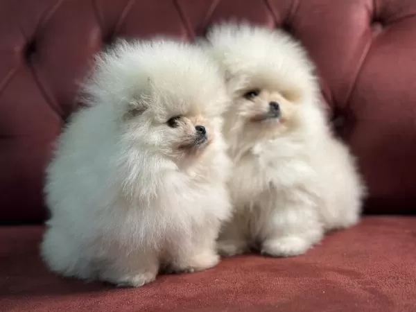Ankaranın En Seçkin Teddy Pomeranian Yavrular