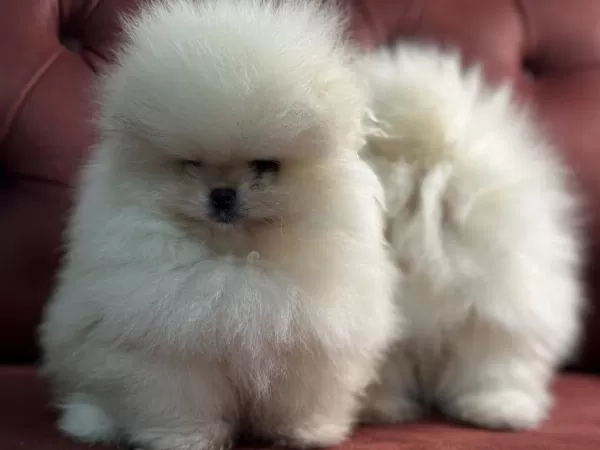 Ankaranın En Seçkin Teddy Pomeranian Yavrular