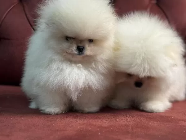 Ankaranın En Seçkin Teddy Pomeranian Yavrular