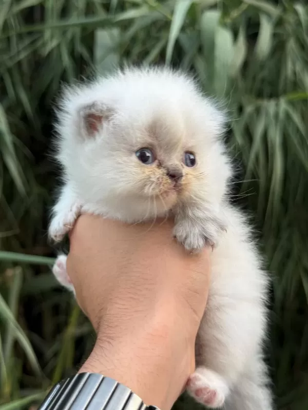 Exotic Himalayan Yavrularımız