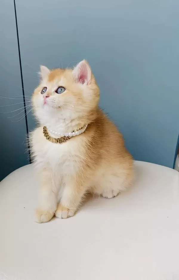 Scr Ki Anne Babadan Golden Ny12 Brıtısh