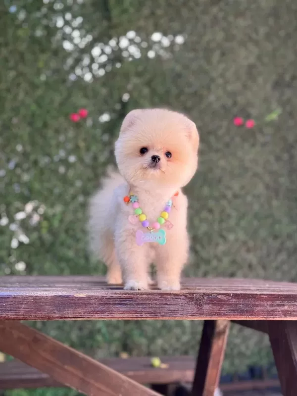 Ayıcık Surat Pomeranian