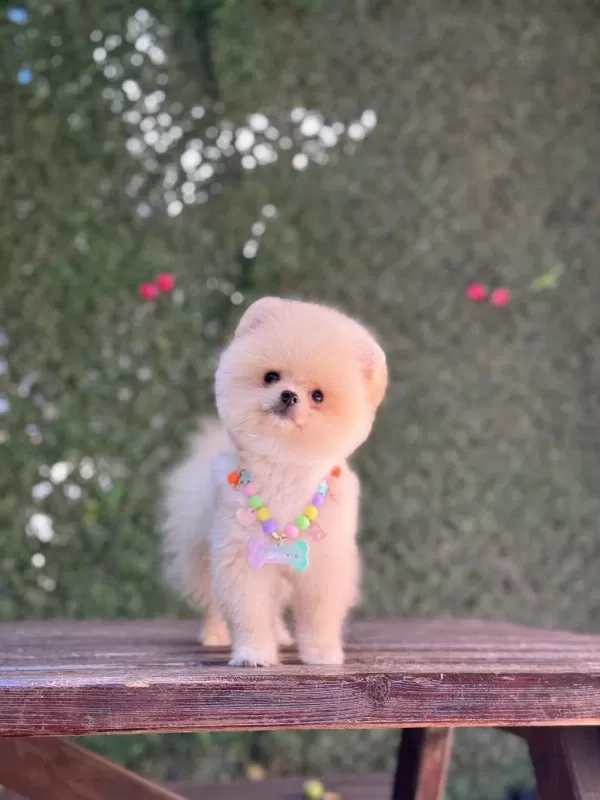 Ayıcık Surat Pomeranian