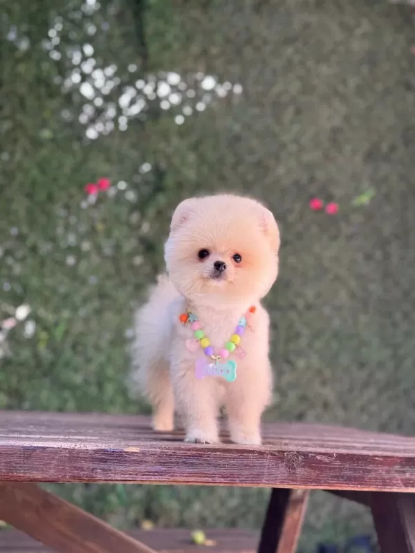 Ayıcık Surat Pomeranian