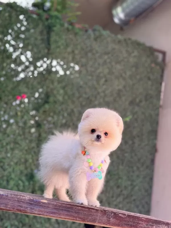 Ayıcık Surat Pomeranian