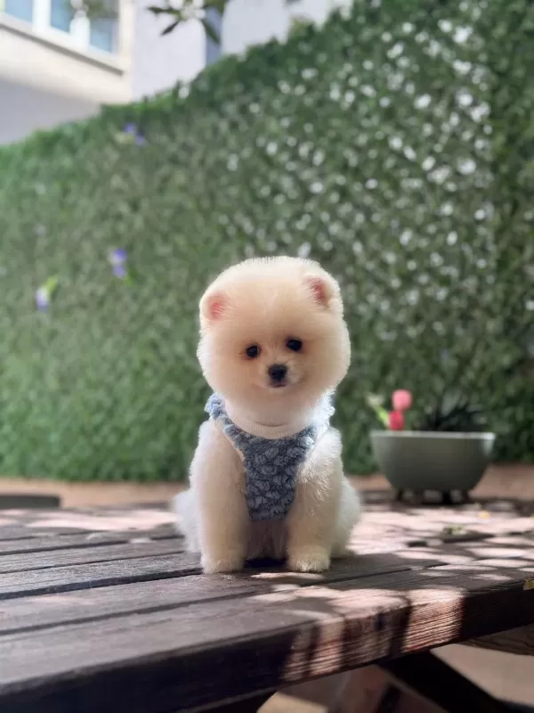 Pamuk Şekeri Pomeranian Boo