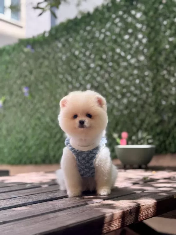 Pamuk Şekeri Pomeranian Boo