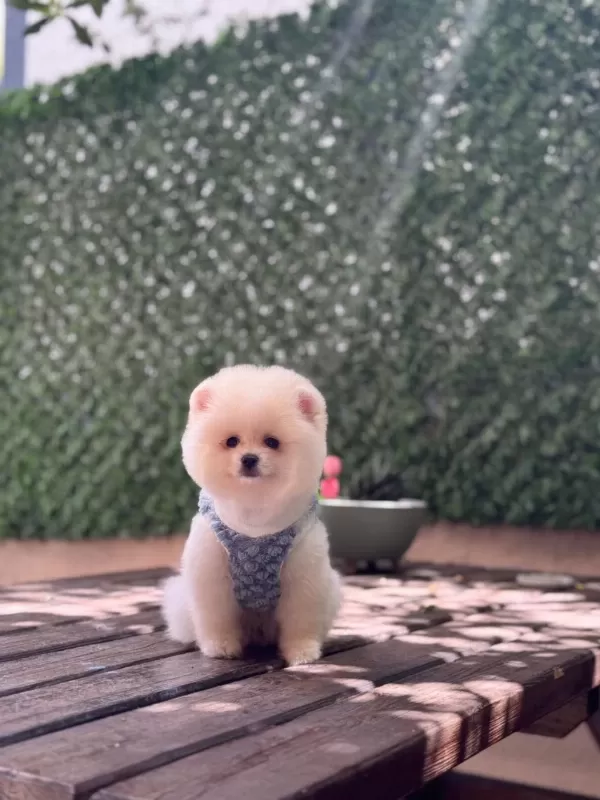 Pamuk Şekeri Pomeranian Boo