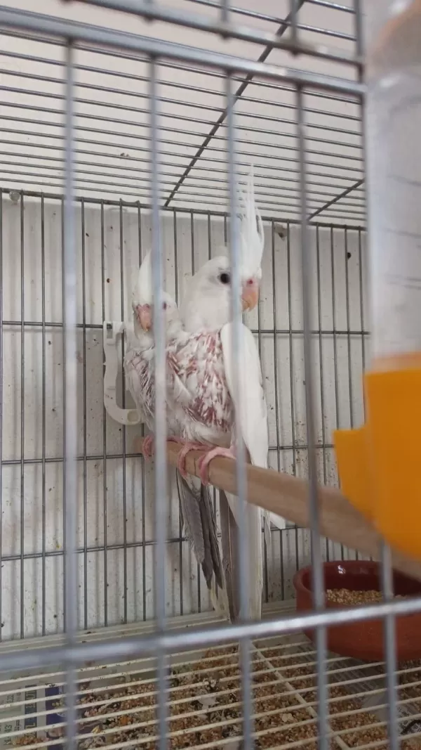 Sezonun Son Sultan Yavruları 2 Aylık Bebek Kuşlar