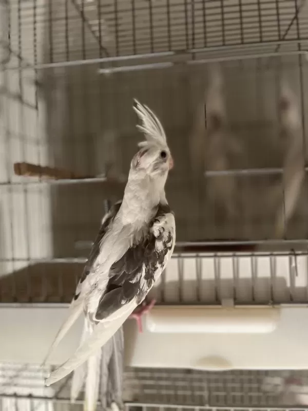Sezonun Son Sultan Yavruları 2 Aylık Bebek Kuşlar