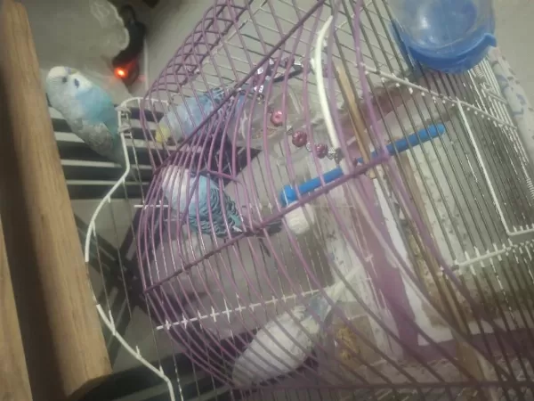 Erkek Muhabbet Kuşları