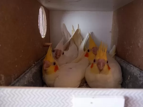 Sağlıklı Sultan Papağanı Yavruları