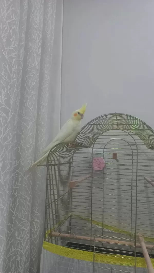 Lutino Sultan Papağanı