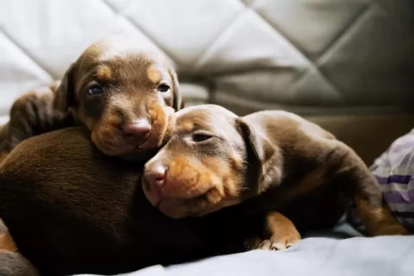 King Doberman Yavrulari