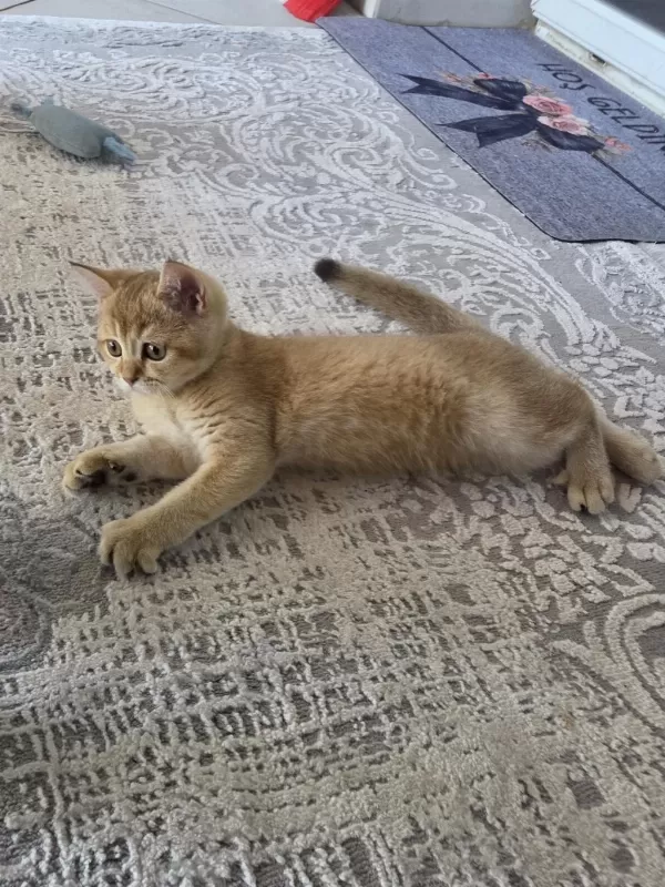 Erkek Yavru British Shorthair Golden