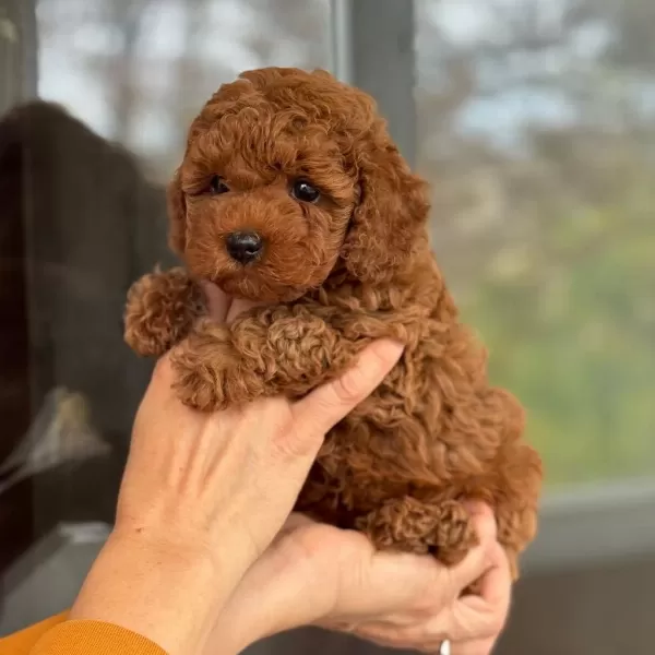 Toy Poodle Bebeklerimiz İçin Ulaşın