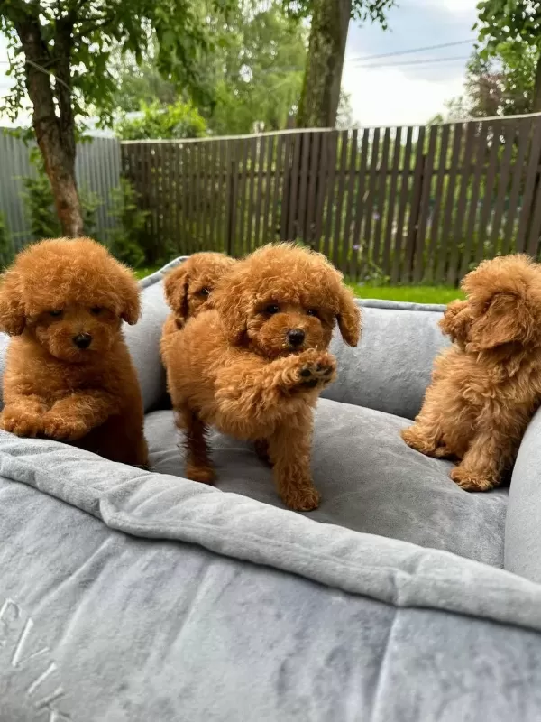 Toy Poodle Bebeklerimiz İçin Ulaşın