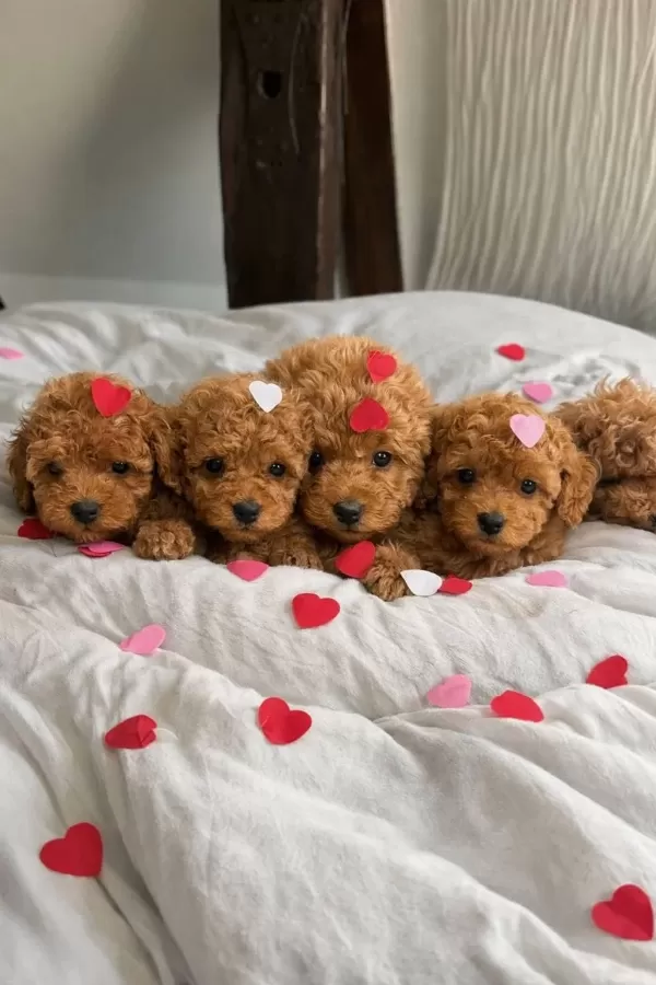 Toy Poodle Bebeklerimiz İçin Ulaşın