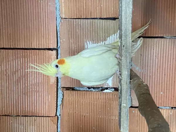 Lutino Sultan Papağanı