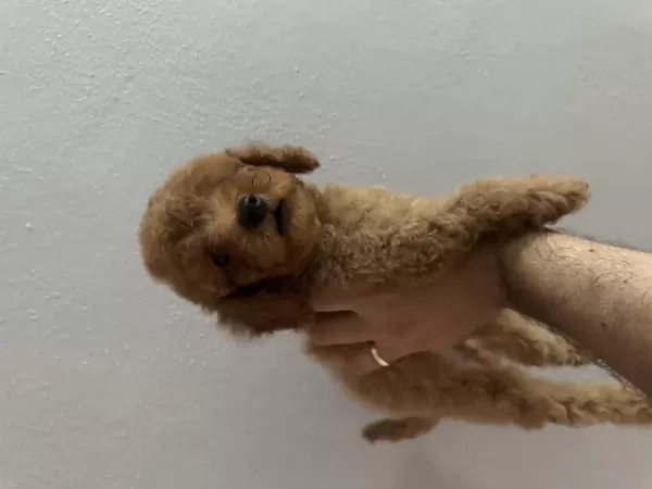 Kilo Boy Garantili Toy Poodle