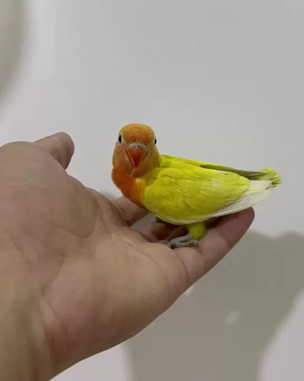 El Besleme Yavru Cennet Papağanlari