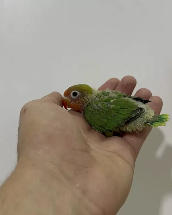 El Besleme Yavru Cennet Ve Sevda Papağanlar