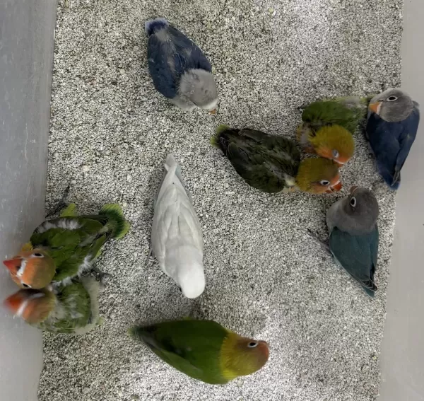 El Besleme Yavru Cennet Ve Sevda Papağanlar