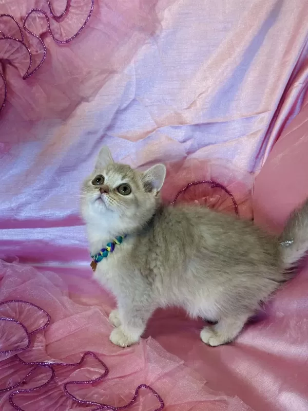 Golden British Shorthair Yavrular