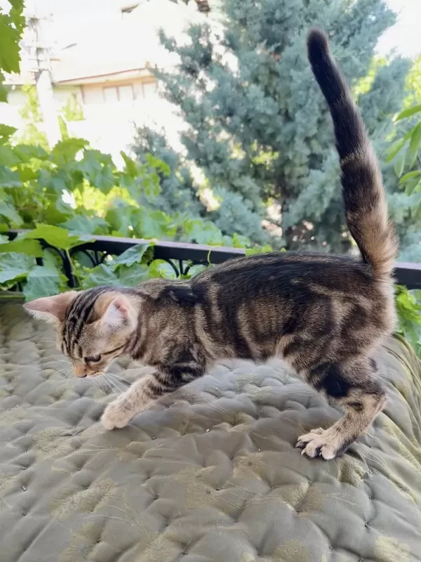 Charcol Bengal Kedisi Dişi