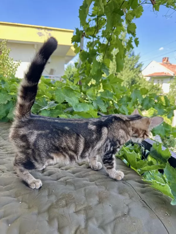Charcol Bengal Kedisi Dişi