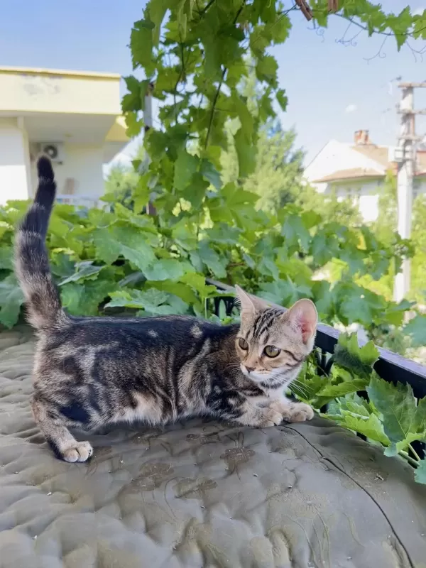Charcol Bengal Kedisi Dişi