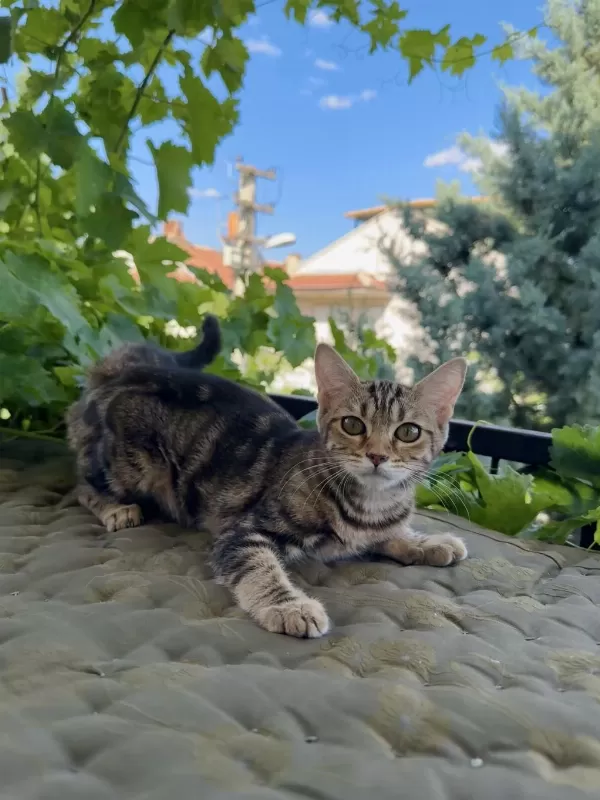 Charcol Bengal Kedisi Dişi