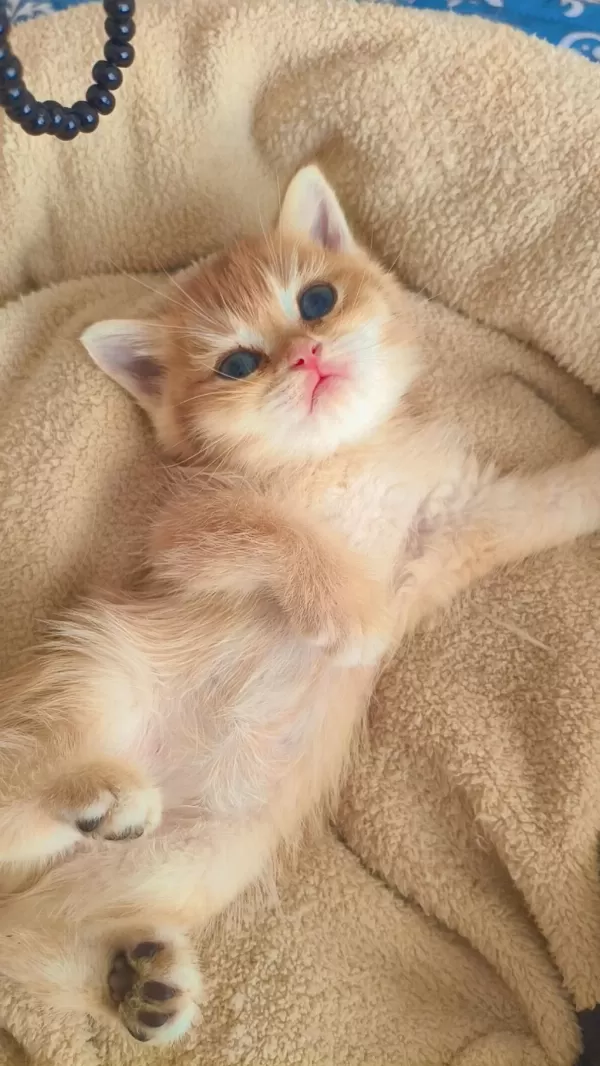 Son Kalan Peluş Gibi Yavru Kediler
