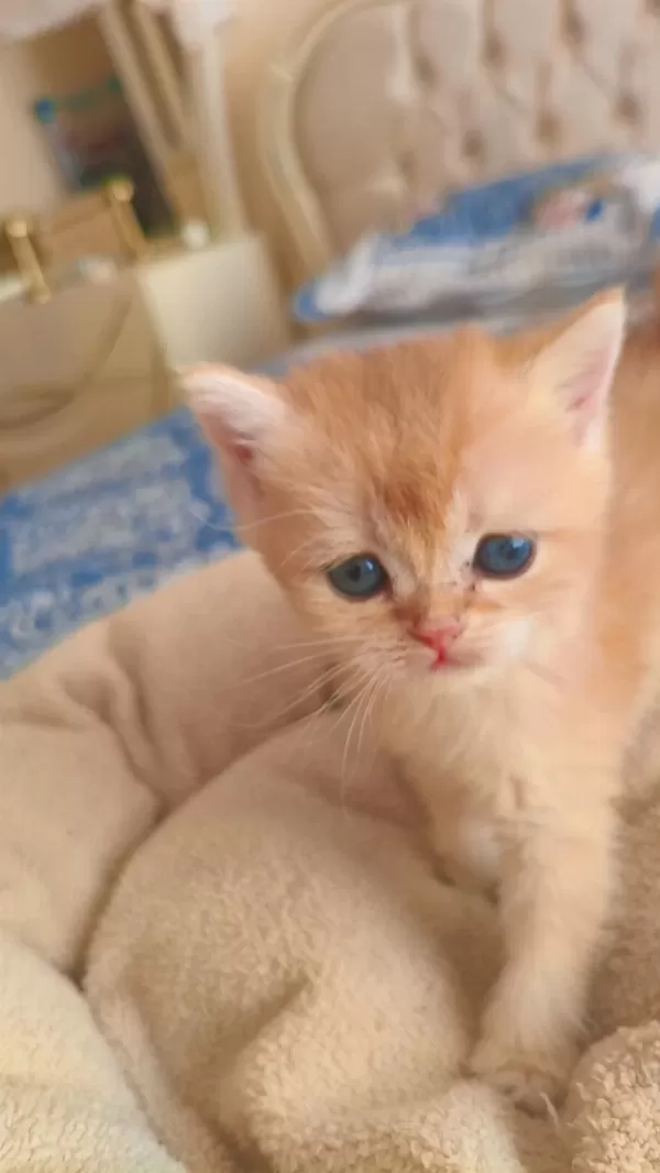 Son Kalan Peluş Gibi Yavru Kediler