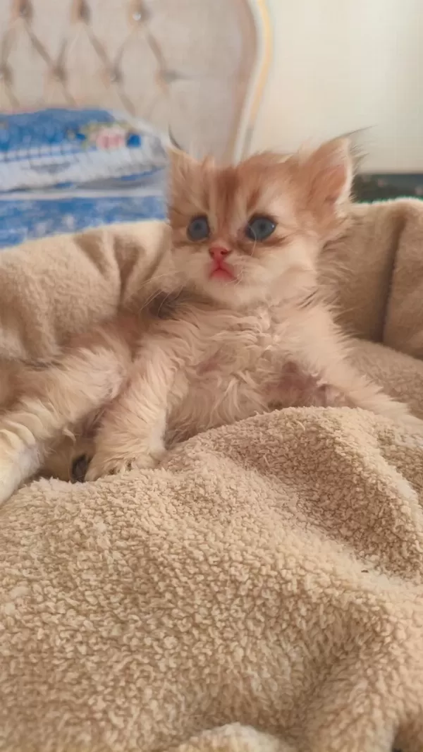 Son Kalan Peluş Gibi Yavru Kediler