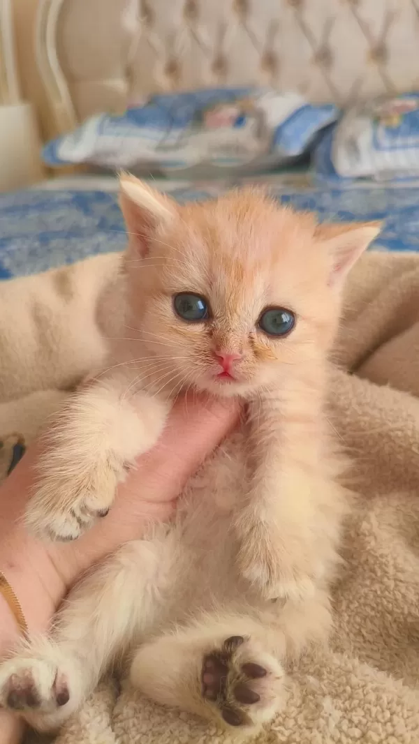 Son Kalan Peluş Gibi Yavru Kediler