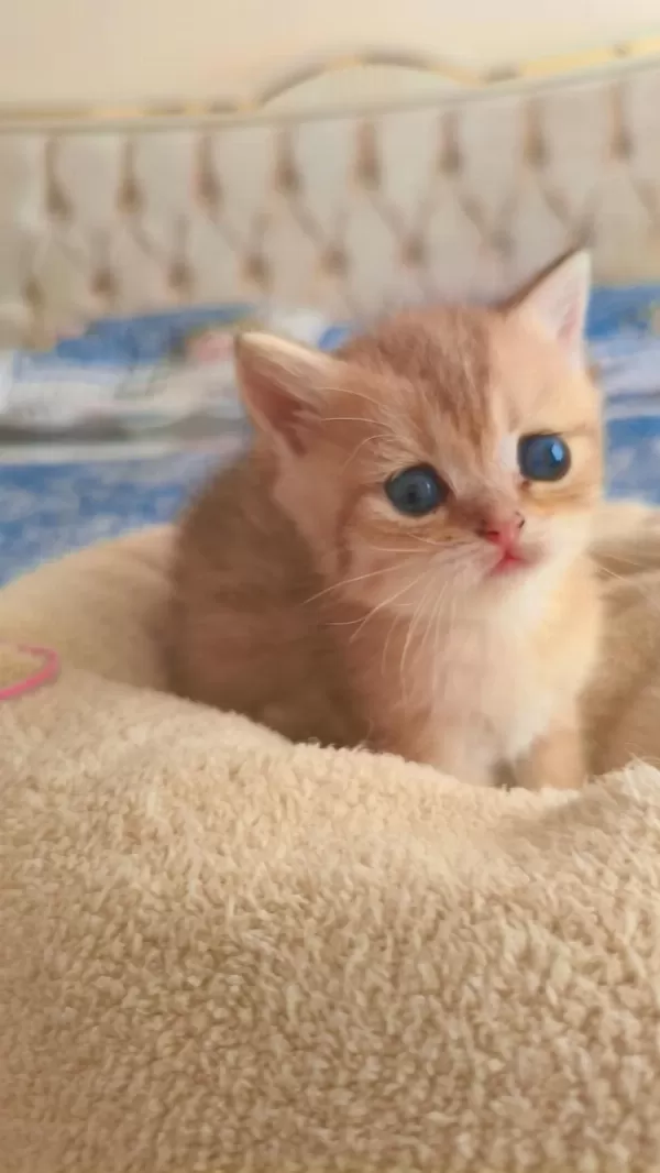 Son Kalan Peluş Gibi Yavru Kediler