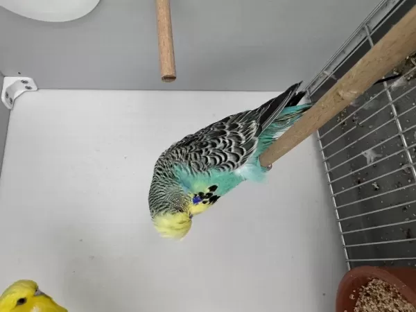 Şov Jumbo Çift Muhabbet Kuşu