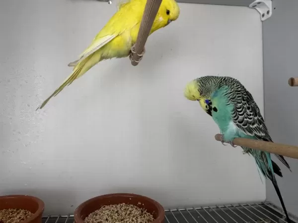 Şov Jumbo Çift Muhabbet Kuşu
