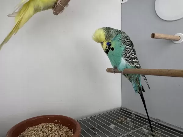 Şov Jumbo Çift Muhabbet Kuşu