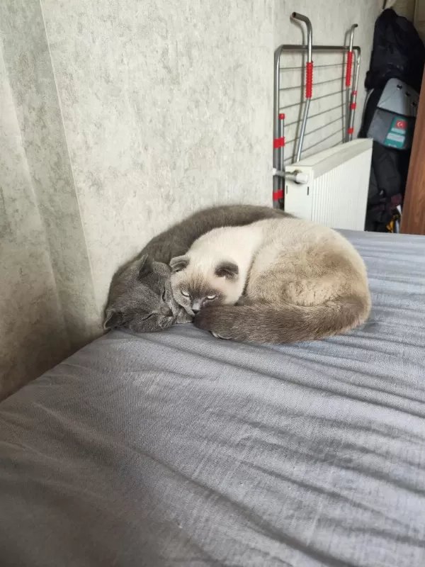 Scottish Fold Blue Point 9 Aylık Dişi