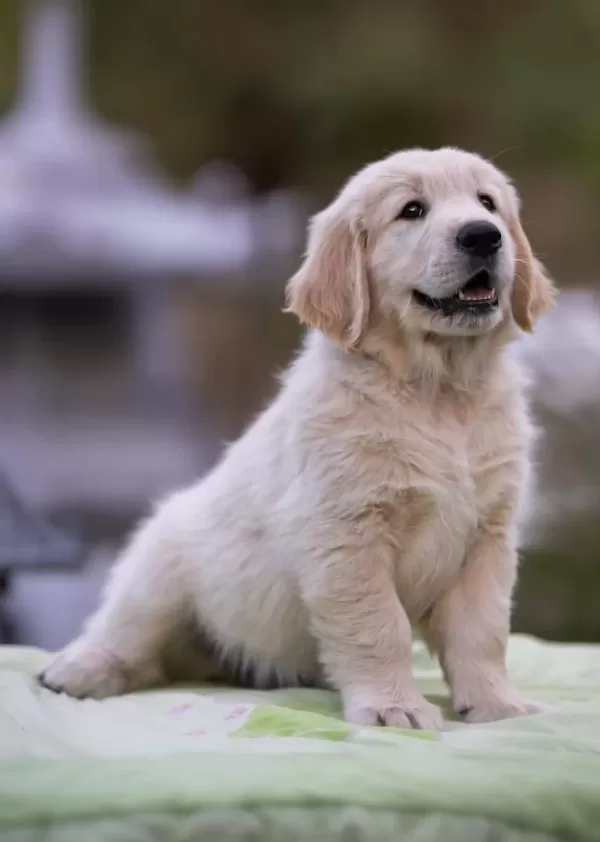 Türkiyenin En Güvenilir Çiftliğinden Golden Retriever