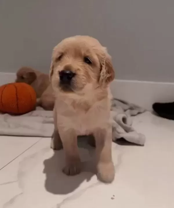 Türkiyenin En Güvenilir Çiftliğinden Golden Retriever