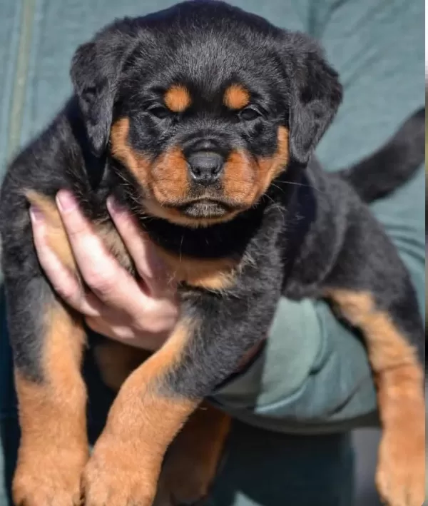 Türkiyenin En Güvenilir Çiftliğinden Rottweiler Bebekler