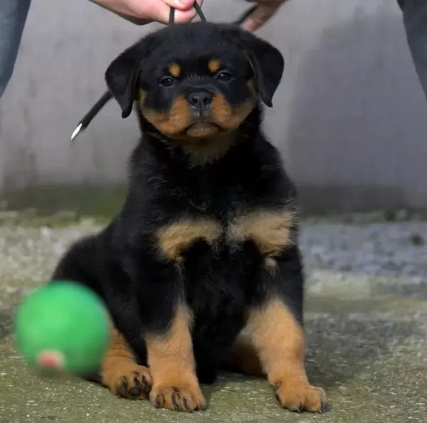 Türkiyenin En Güvenilir Çiftliğinden Rottweiler Bebekler