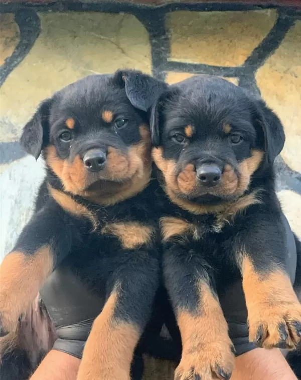 Türkiyenin En Güvenilir Çiftliğinden Rottweiler Bebekler