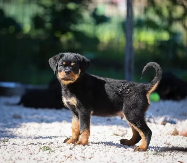 Türkiyenin En Güvenilir Çiftliğinden Rottweiler Bebekler