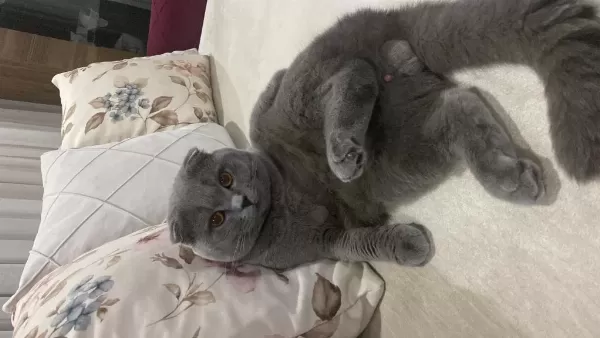 Scottish Fold Kısır Tüm Aşıları Tam Ücretsiz