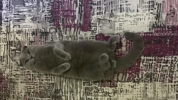 Scottish Fold Kısır Tüm Aşıları Tam Ücretsiz
